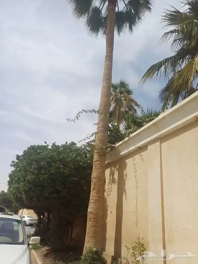 نخيل واشنطن تنظيف وقلع وغرس وتوريد 1