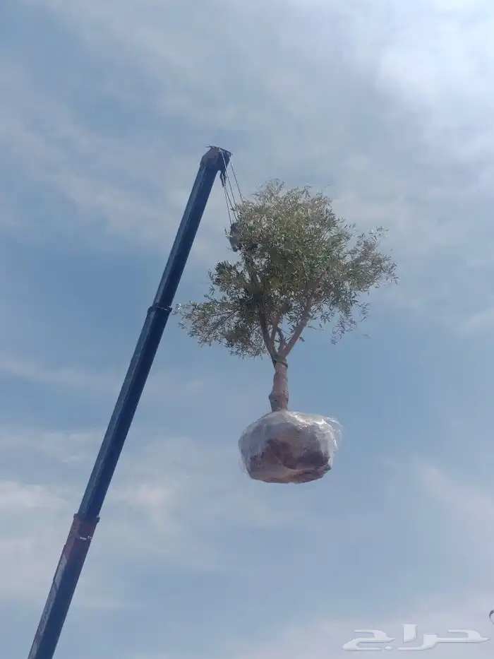 اشجار زيتون ونخيل زينه 3