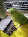 دره هنديه تربيه 4