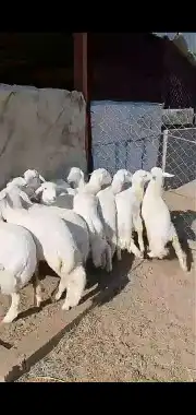 خرفان ورخال وشي نظيف 8