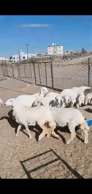خرفان ورخال وشي نظيف 3