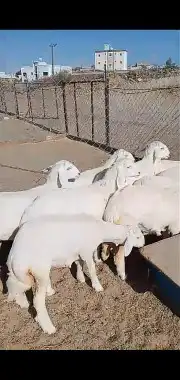 خرفان ورخال وشي نظيف 0