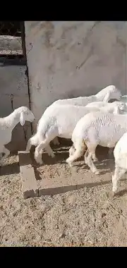 خرفان ورخال وشي نظيف 7