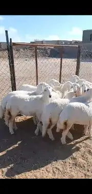 خرفان ورخال وشي نظيف 5