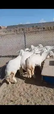 خرفان ورخال وشي نظيف 1