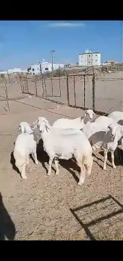خرفان ورخال وشي نظيف 4