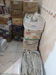 يوجد لدينا لقاح نخل للبيع كراتين ناشف حق هذه السنه 1