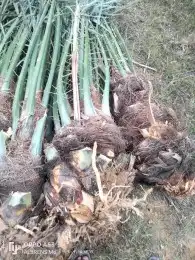 موجود فسايل نخيل مثمرة 0
