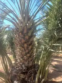 يوجد الدنيا جميع أنواع النخيل 7