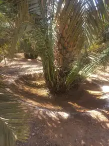 يوجد الدنيا جميع أنواع النخيل 1