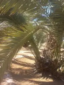 يوجد الدنيا جميع أنواع النخيل 6