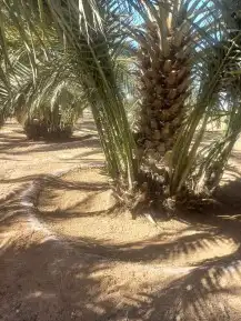يوجد الدنيا جميع أنواع النخيل 3