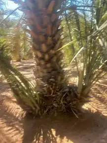 يوجد الدنيا جميع أنواع النخيل 5