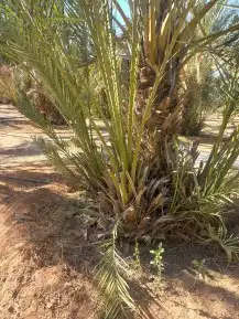 يوجد الدنيا جميع أنواع النخيل 4