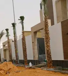 نخل واشنطني امريكي زينه 1
