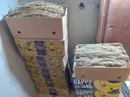 يوجد لدينا لقاح نخل للبيع كراتين ناشف حق هذه السنه 0