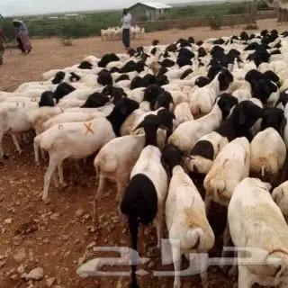 نوفر سوكني وبربري ورفيدي طلبيات كميات فقط 8
