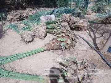 نقايل نخيل للبيع 2