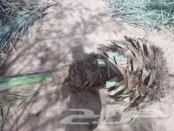 نقايل نخيل للبيع 1
