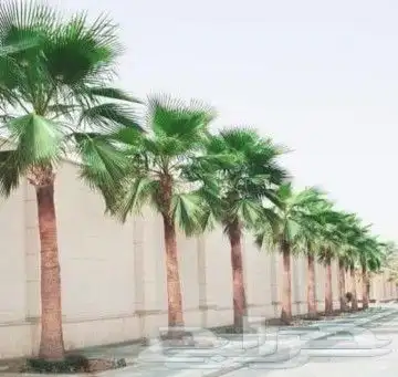 نخيل عربي وواشنطن وتراثيات وأعمال الشبوك والهناجر 0