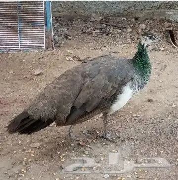 انثى طاؤوس منتجه 0