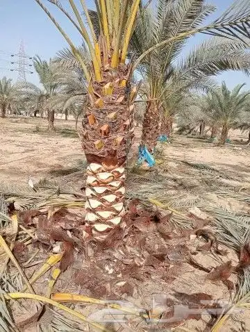 توريد جميع نوايع النخيل العربي والنخيل للزينه 1