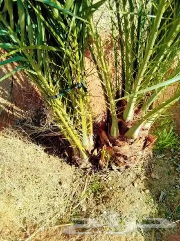 ودي نخيل للبيع 2