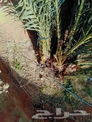 ودي نخيل للبيع 3