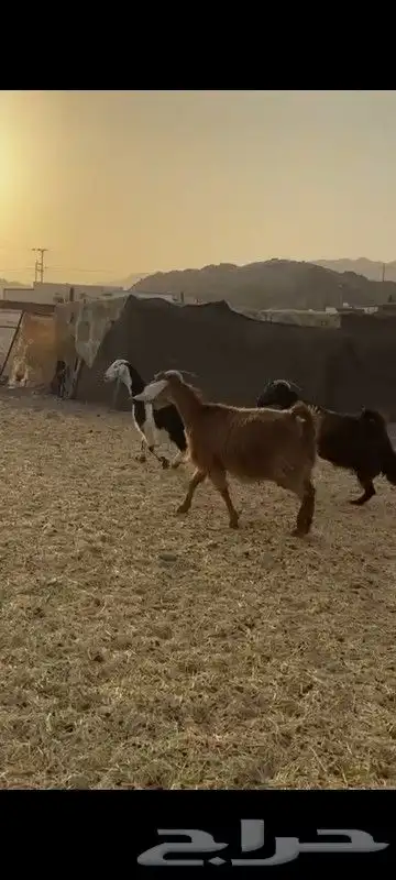 البيع معزا دفع مقريب كلها كفو 1