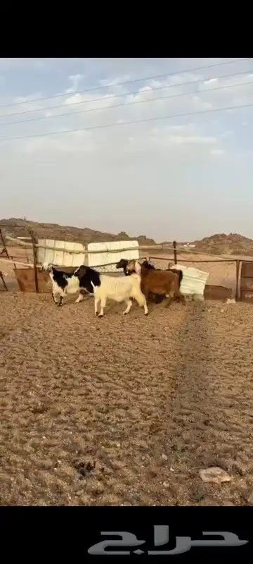 البيع معزا دفع مقريب كلها كفو 0