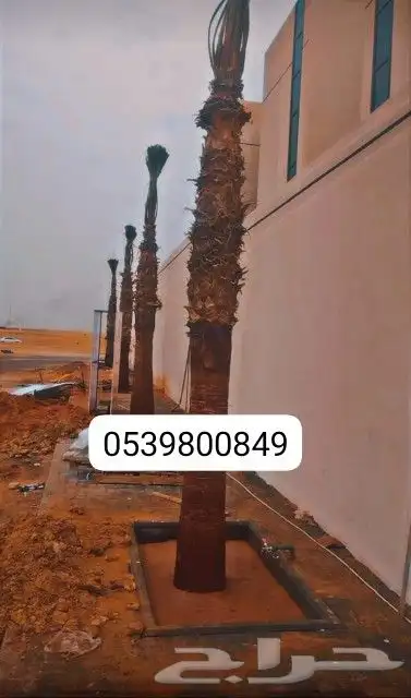 جميع انواع النخيل 1