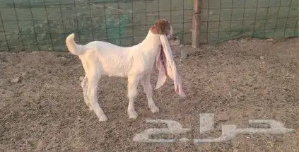 مشروع فحل حجازي هولندي فاخر 4