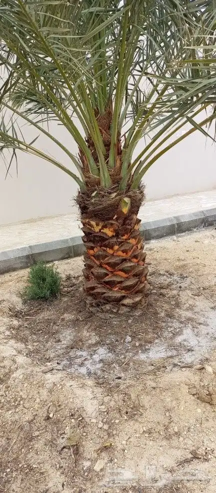نقوم بتكريب النخل تكريب هلال 2