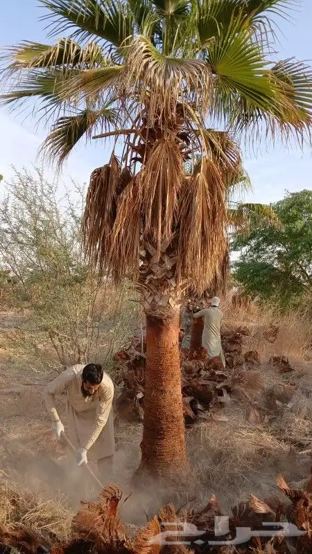 جميع انواع النخيل 3