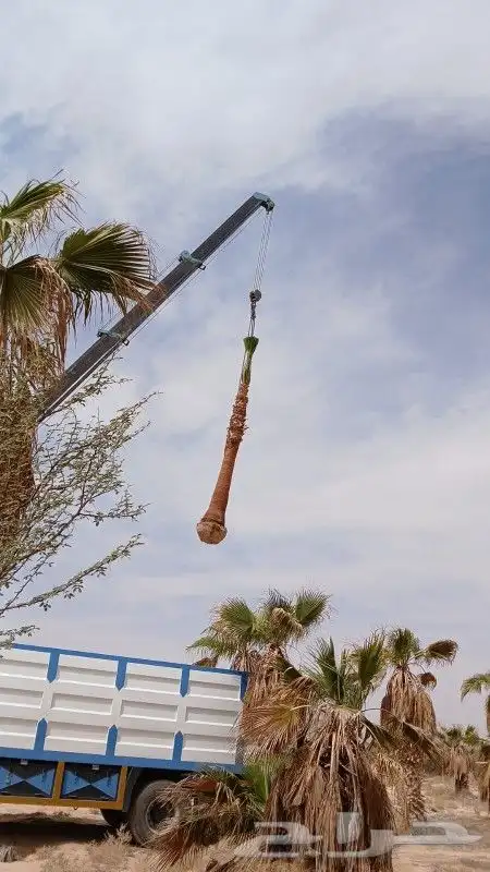 جميع انواع النخيل 0