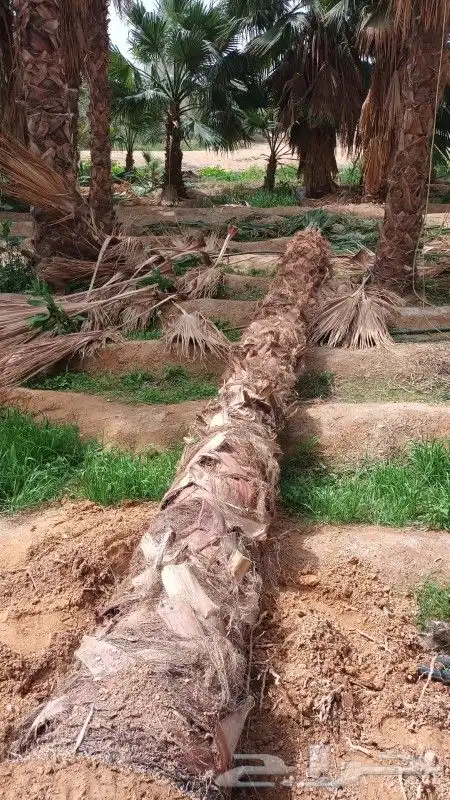 توريد وغرس النخيل الواشنطني 4