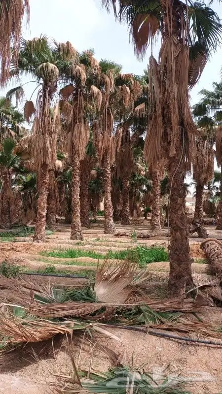 توريد وغرس النخيل الواشنطني 3