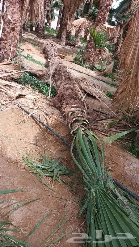 توريد وغرس النخيل الواشنطني 0