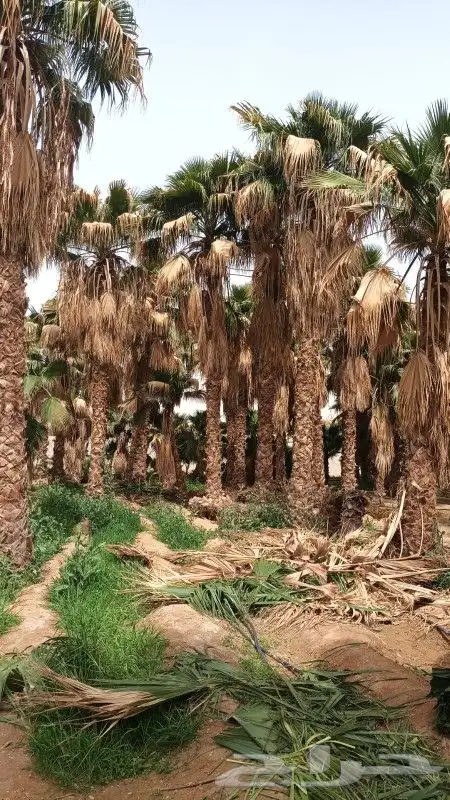 توريد وغرس النخيل الواشنطني 2