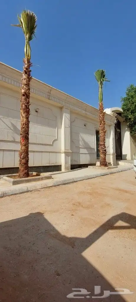 نخل واشنطني امريكي زينه 6