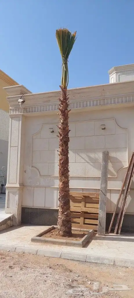 نخل واشنطني امريكي زينه 5