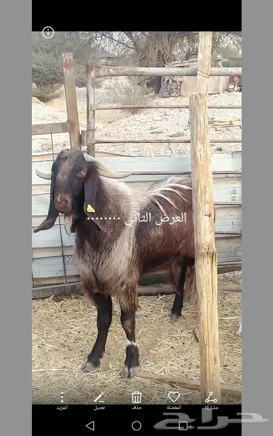فحول قبرصيه منتخبه 1