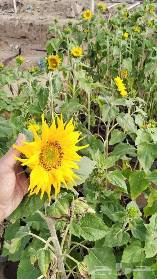 شتلات واشجار نيم و خبيز ساحلي جميع الاحجام 3