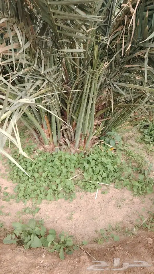 فسايل عجوه مجدول صفاوي وعنبره وروثانه وصقعي وبيض 1