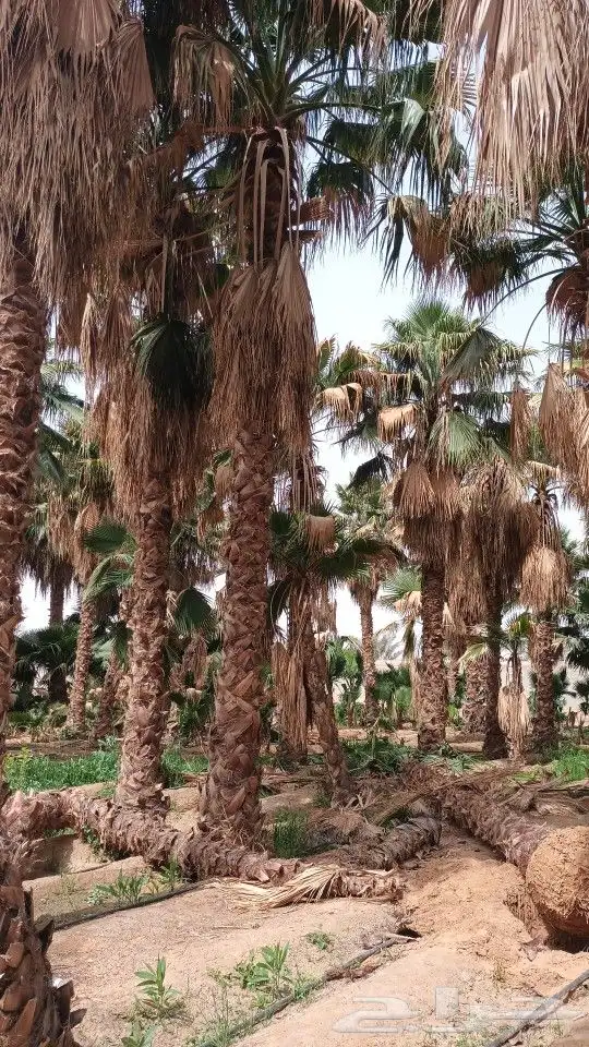 توريد وغرس النخيل الواشنطني 5