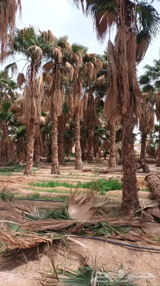 توريد وغرس النخيل الواشنطني 7