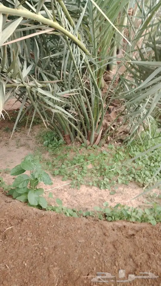 فسايل عجوه مجدول صفاوي وعنبره وروثانه وصقعي وبيض 2