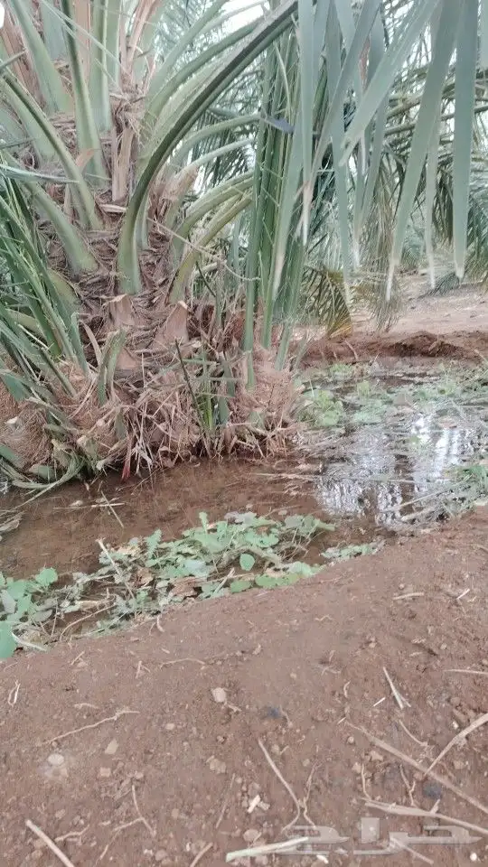 فسايل عجوه مجدول صفاوي وعنبره وروثانه وصقعي وبيض 3