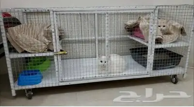 شبك بقلاوة حمام طيور دجاج غنم بط أرانب قطط كلاب 7