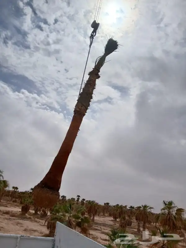 جميع انواع النخيل 2